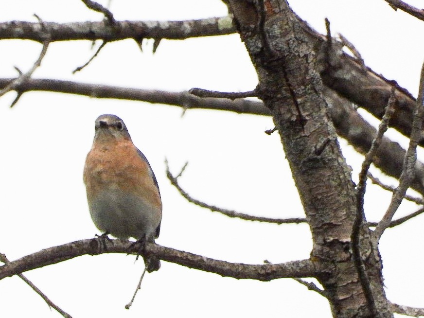 Eastern Bluebird - ML435227611