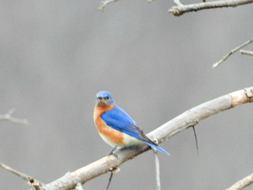 Eastern Bluebird - ML435227621