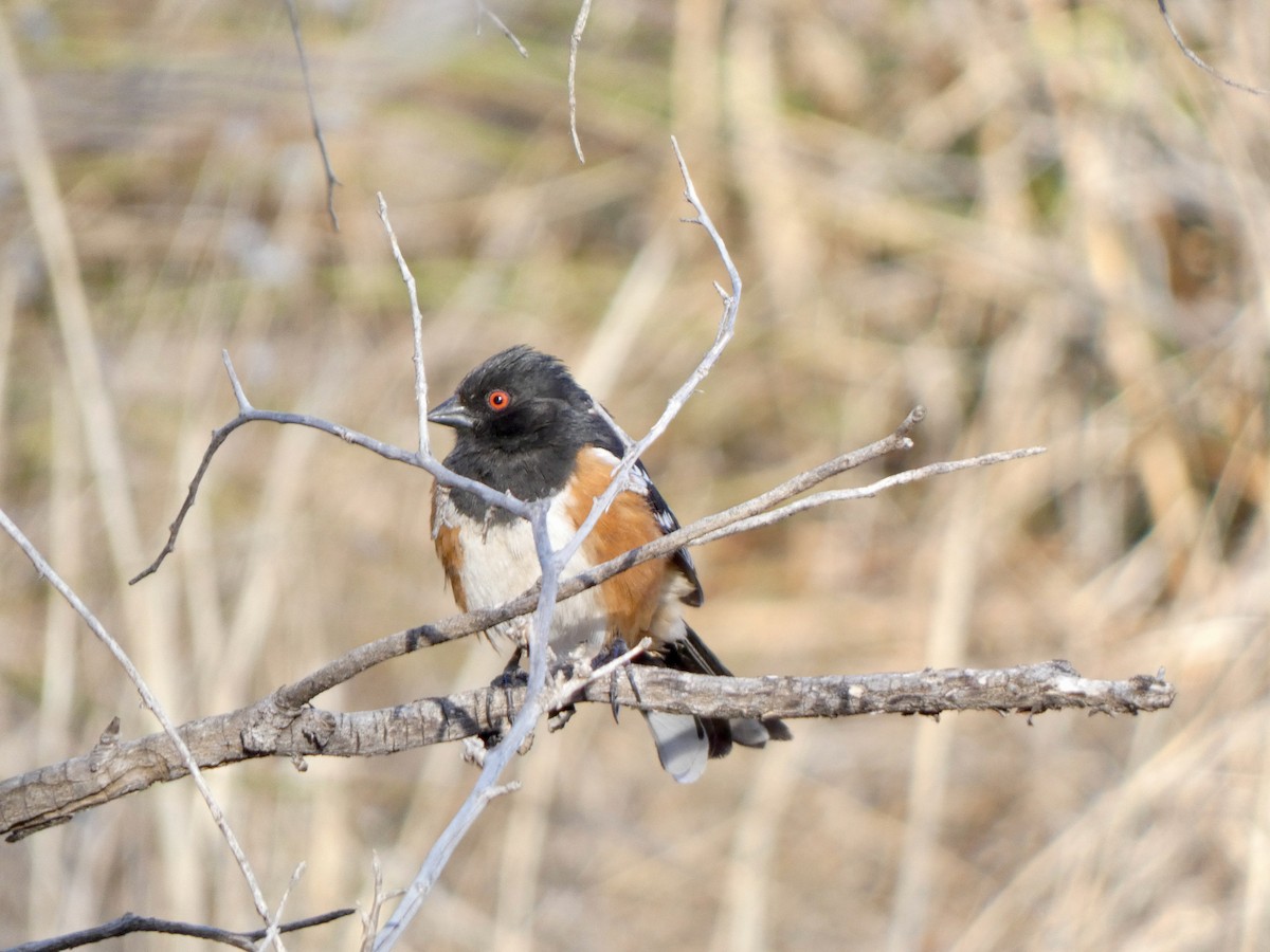 Spotted Towhee - ML435228121
