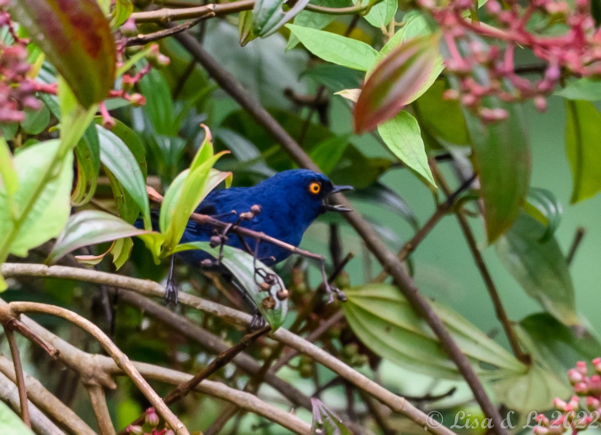 Deep-blue Flowerpiercer - ML435228401