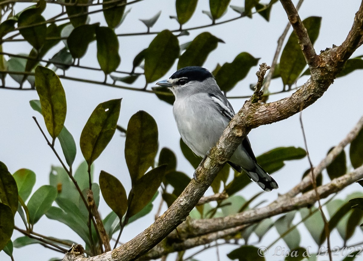 Bécarde pie ou B. de Salvin - ML435228901