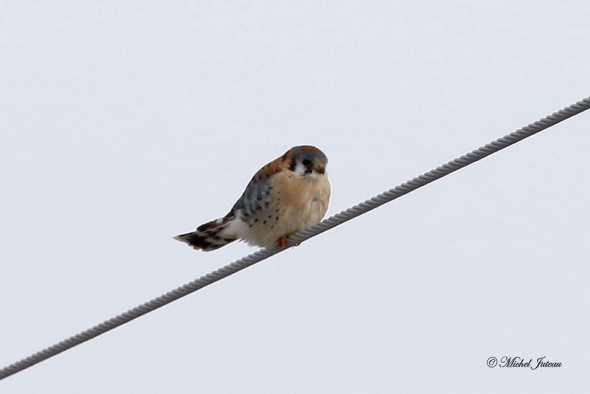 American Kestrel - ML435229421