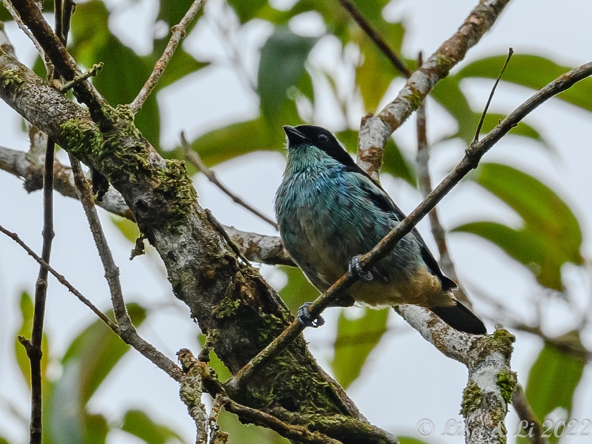 Blue-browed Tanager - ML435229551