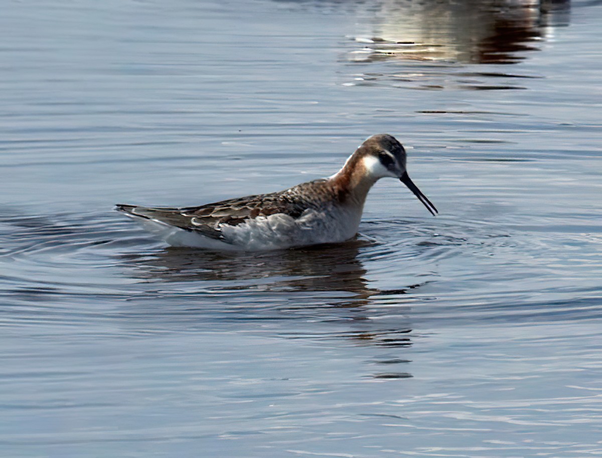 Wilson's Phalarope - ML435229691