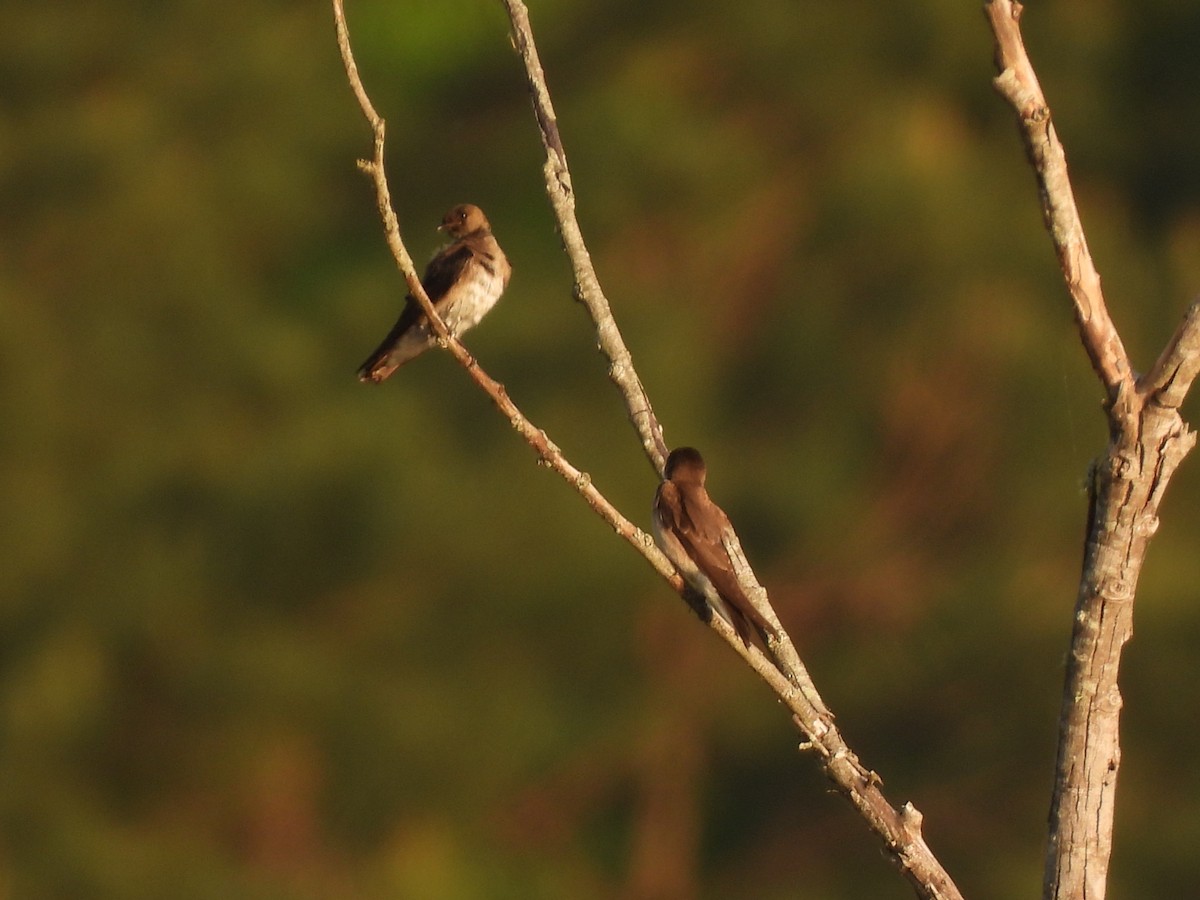 Northern Rough-winged Swallow - ML435230041
