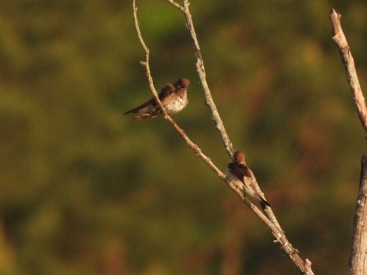 Northern Rough-winged Swallow - ML435230111