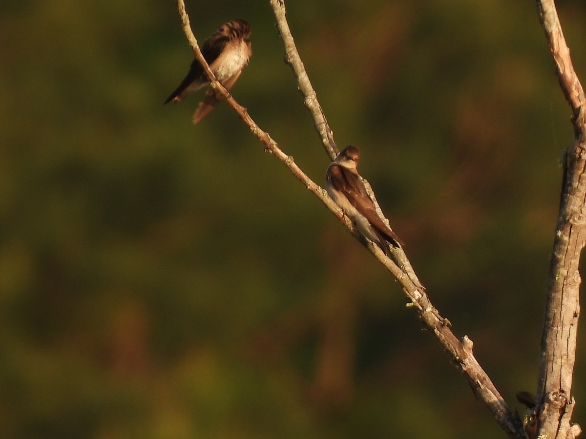 Northern Rough-winged Swallow - ML435230121