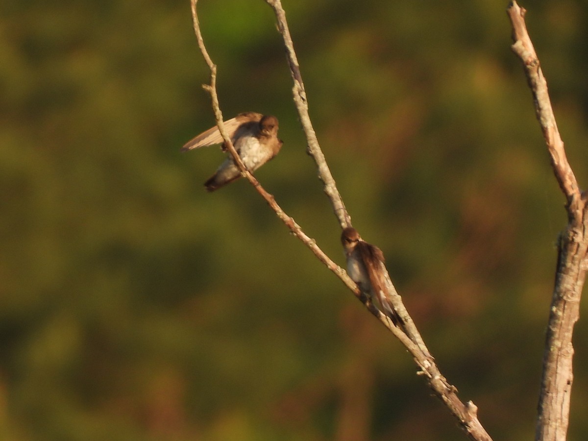 Northern Rough-winged Swallow - ML435230131
