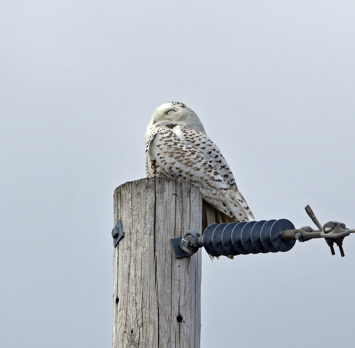 Snowy Owl - ML435231061