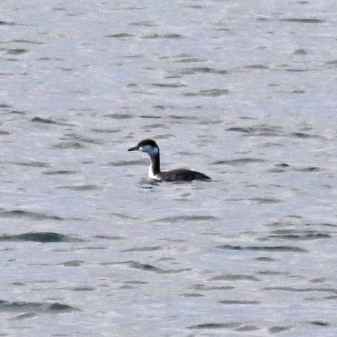 Horned Grebe - ML43523251