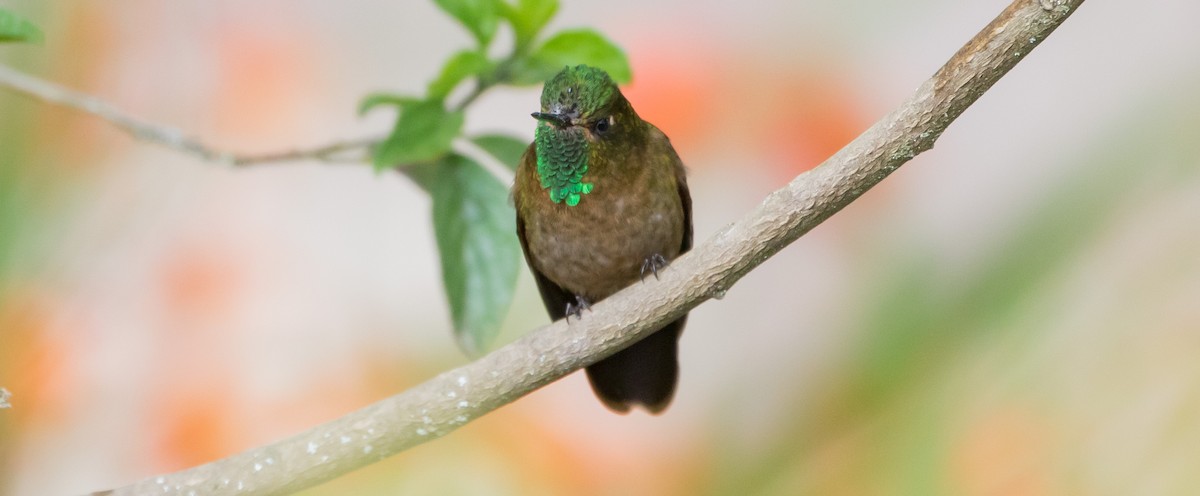 kolibřík dřišťálový - ML435232511