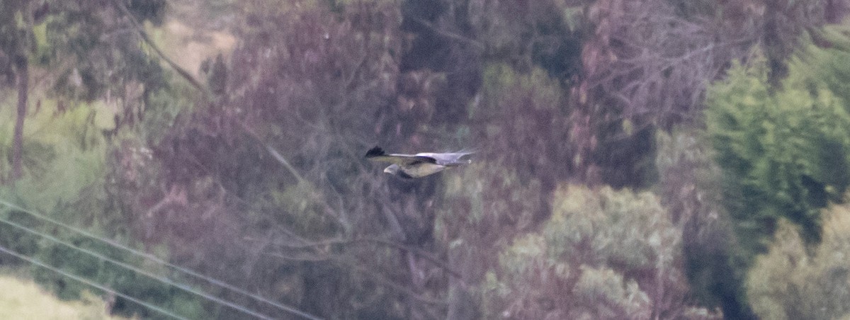 Black-chested Buzzard-Eagle - ML435232601