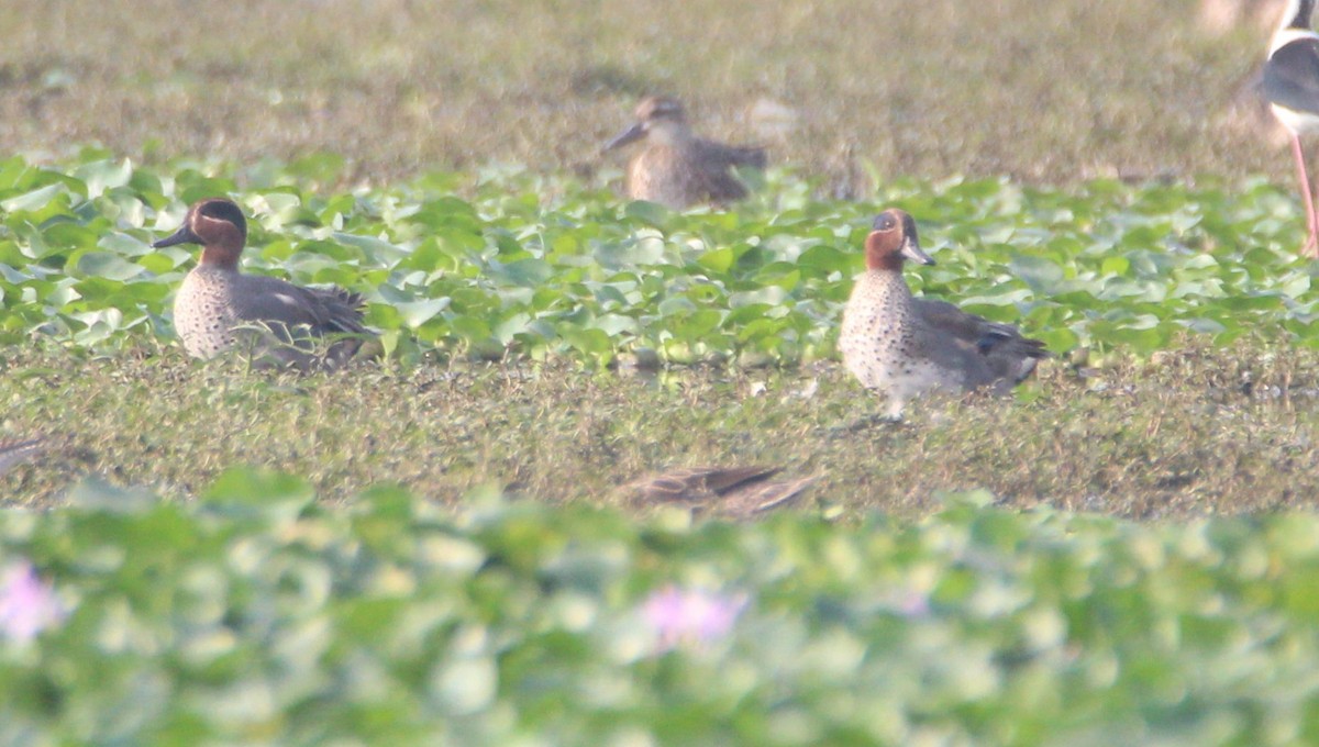 Green-winged Teal - Aravind Amirtharaj