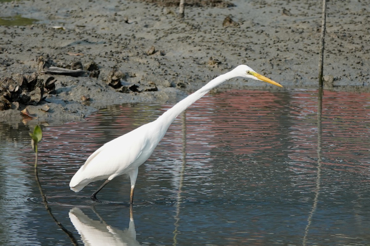 Great Egret (modesta) - Roly Pitts