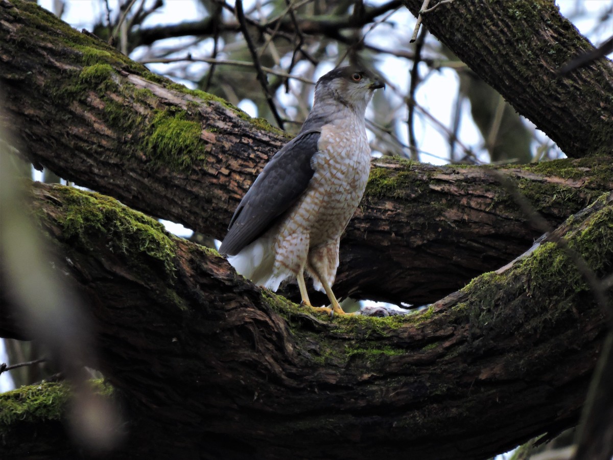 Cooper's Hawk - Eric Michael