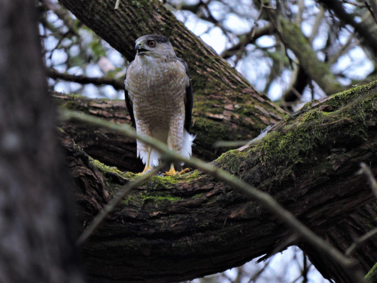 Cooper's Hawk - ML435234381