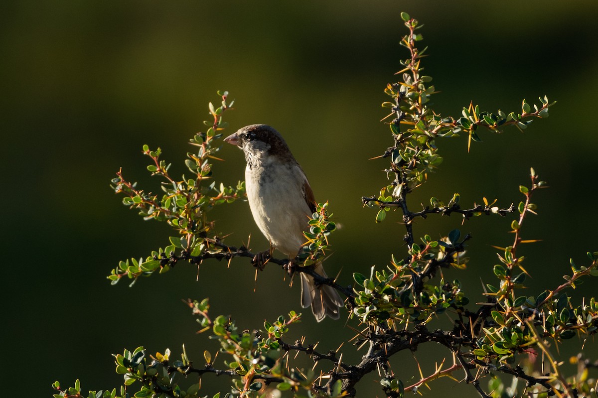 House Sparrow - Jorge Lopez Moreno