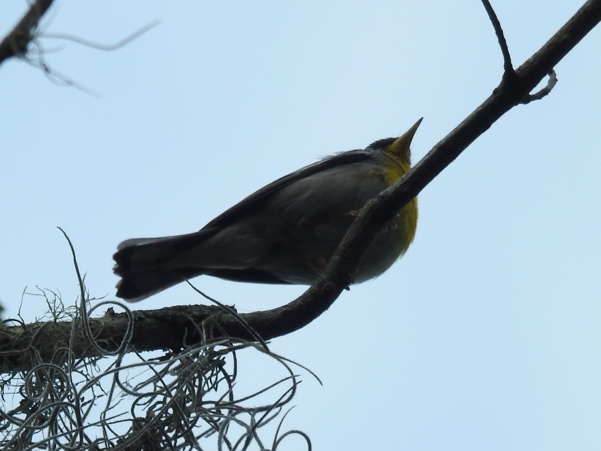 Northern Parula - ML435236071