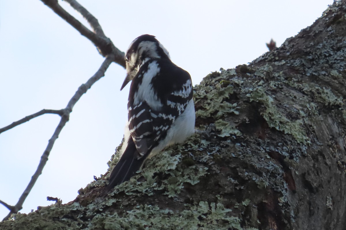 Hairy Woodpecker - ML435237701