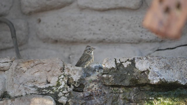 Lincoln's Sparrow - ML435238001