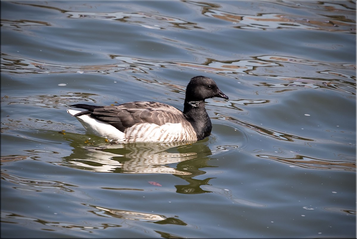 Branta musubeltza - ML435238081