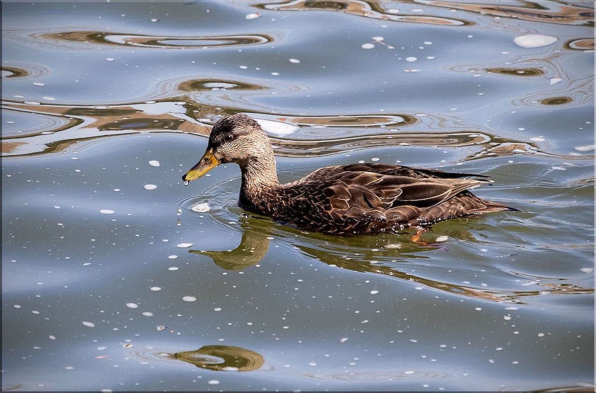 American Black Duck - ML435238141