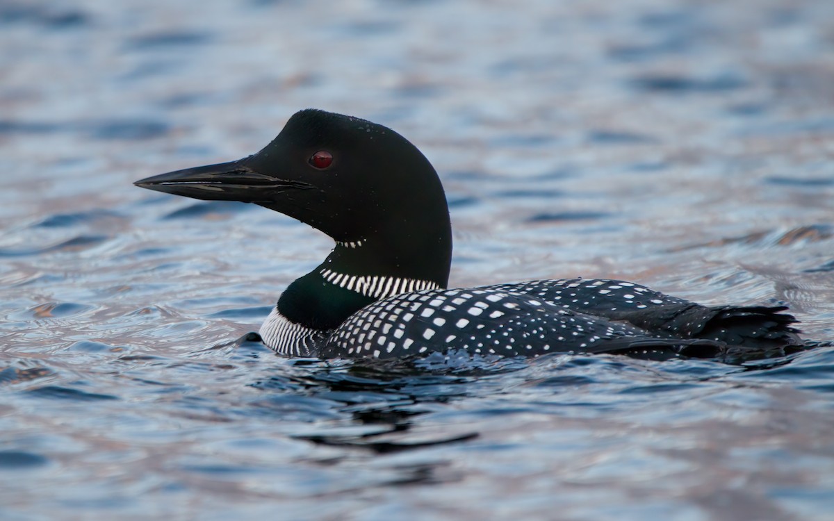 Common Loon - Arthur Mercado