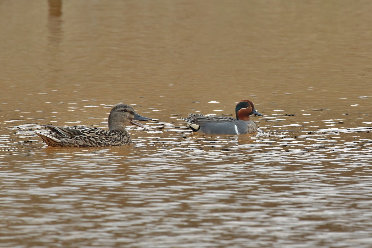 Green-winged Teal - John Vassallo