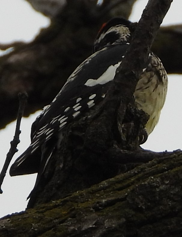 Yellow-bellied Sapsucker - ML435240671