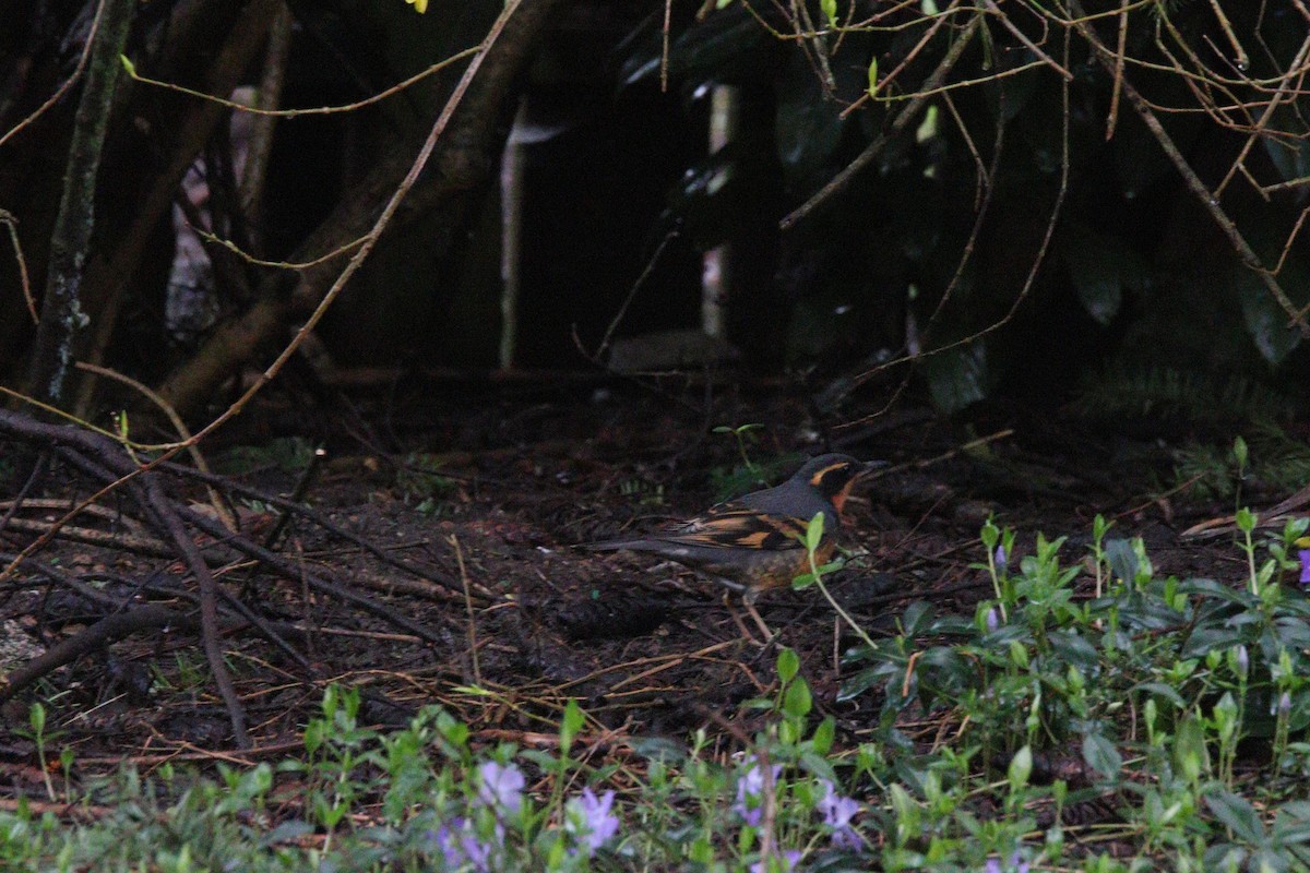 Varied Thrush - ML435241821