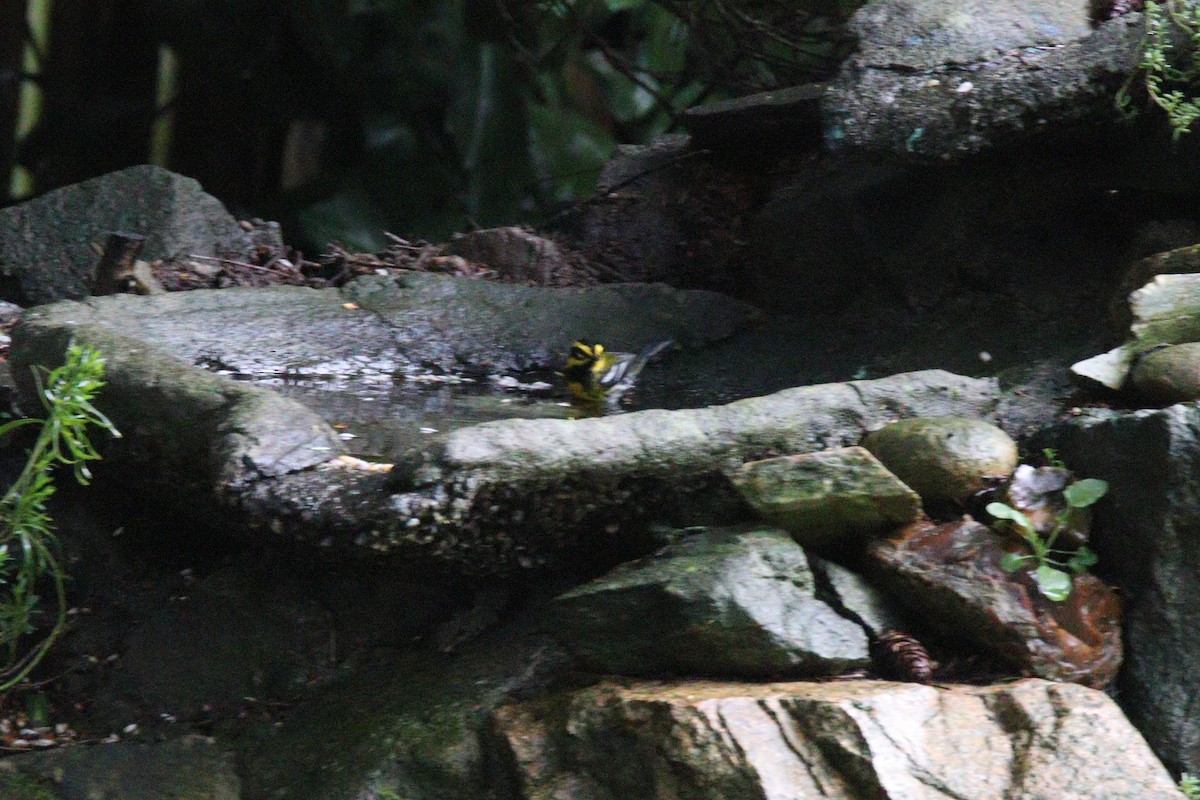 Townsend's Warbler - ML435242321