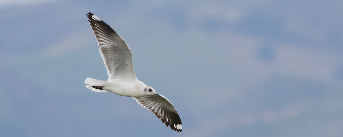 Andean Gull - ML435242581