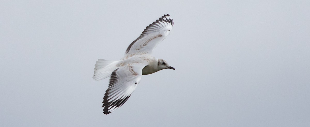 Andean Gull - ML435242611