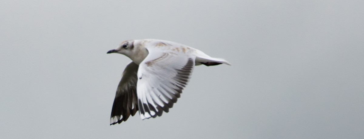 Andean Gull - Caleb Putnam