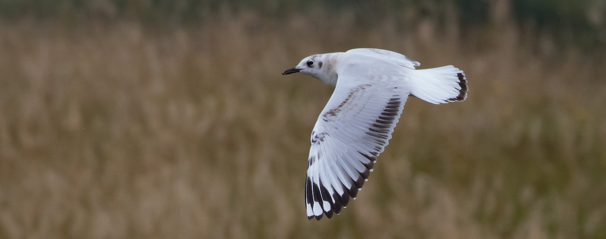 Andean Gull - ML435242701