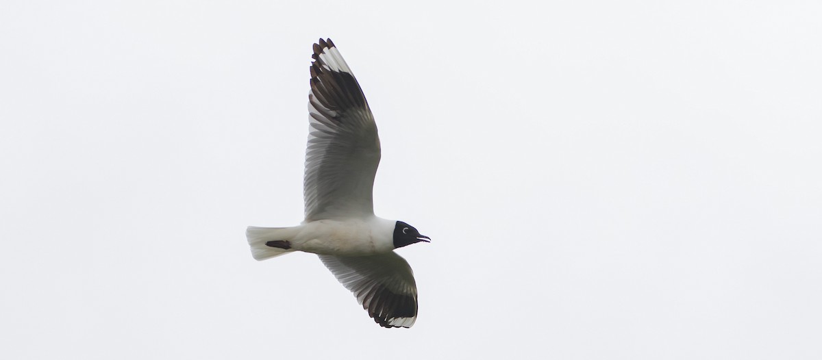 Andean Gull - ML435242721