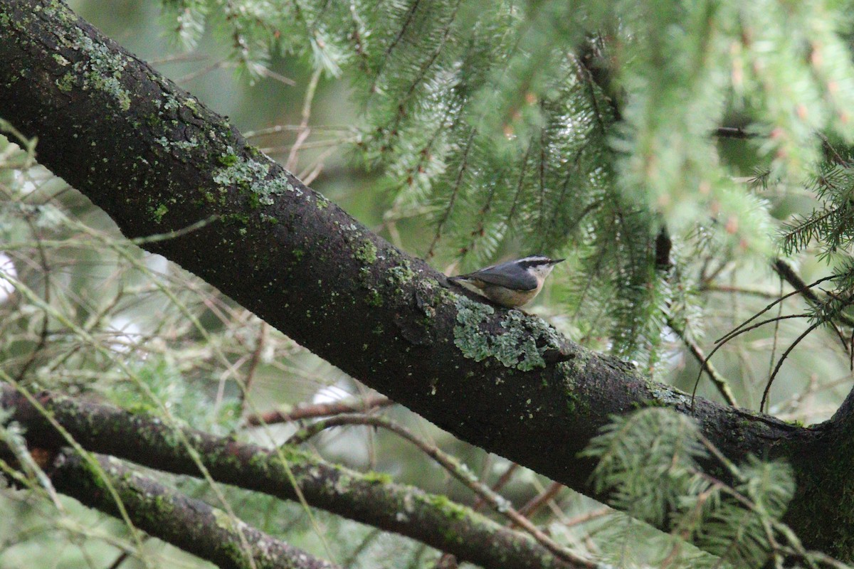 Red-breasted Nuthatch - ML435243381