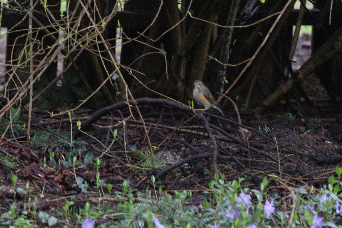 Red-flanked Bluetail - ML435243941