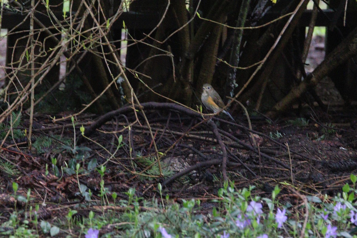 Red-flanked Bluetail - Kameron Lantor