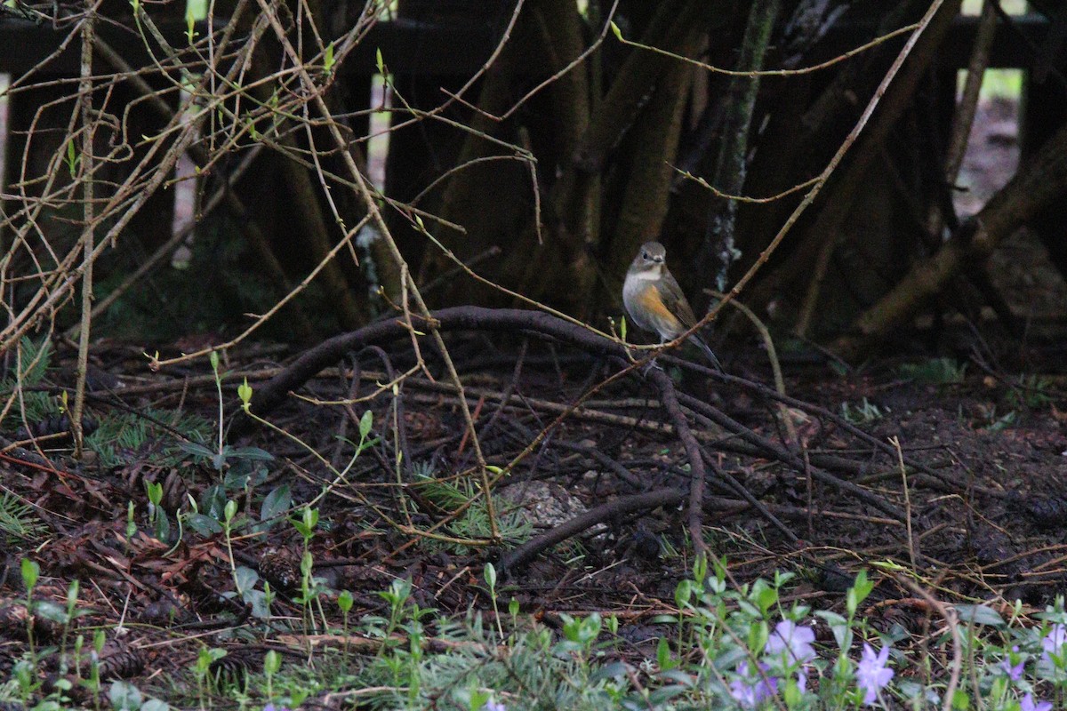 Red-flanked Bluetail - ML435244161