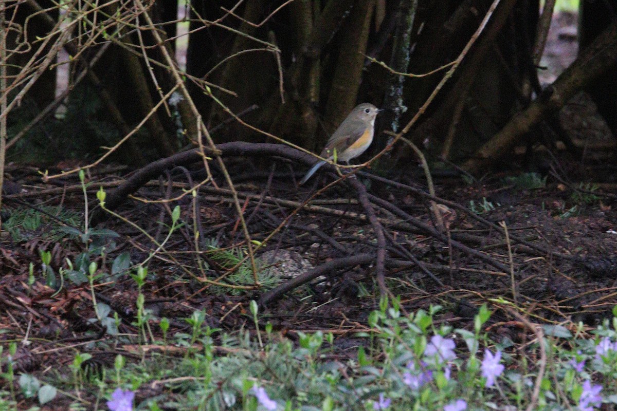 Red-flanked Bluetail - ML435244391
