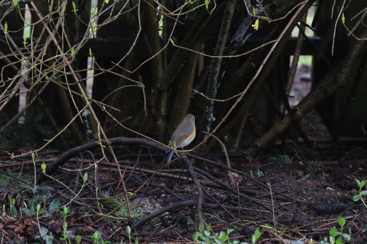 Red-flanked Bluetail - ML435244771