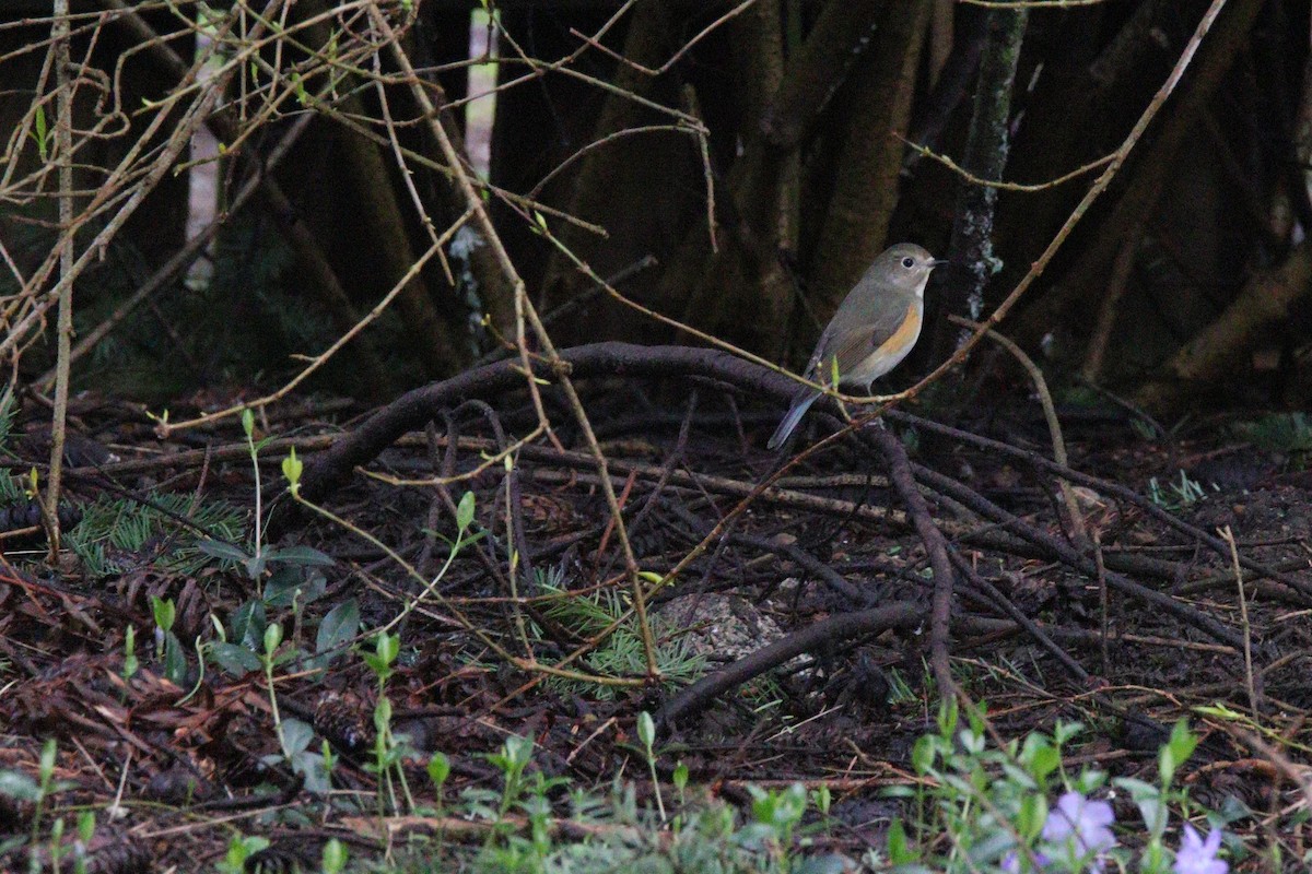 Red-flanked Bluetail - ML435245251