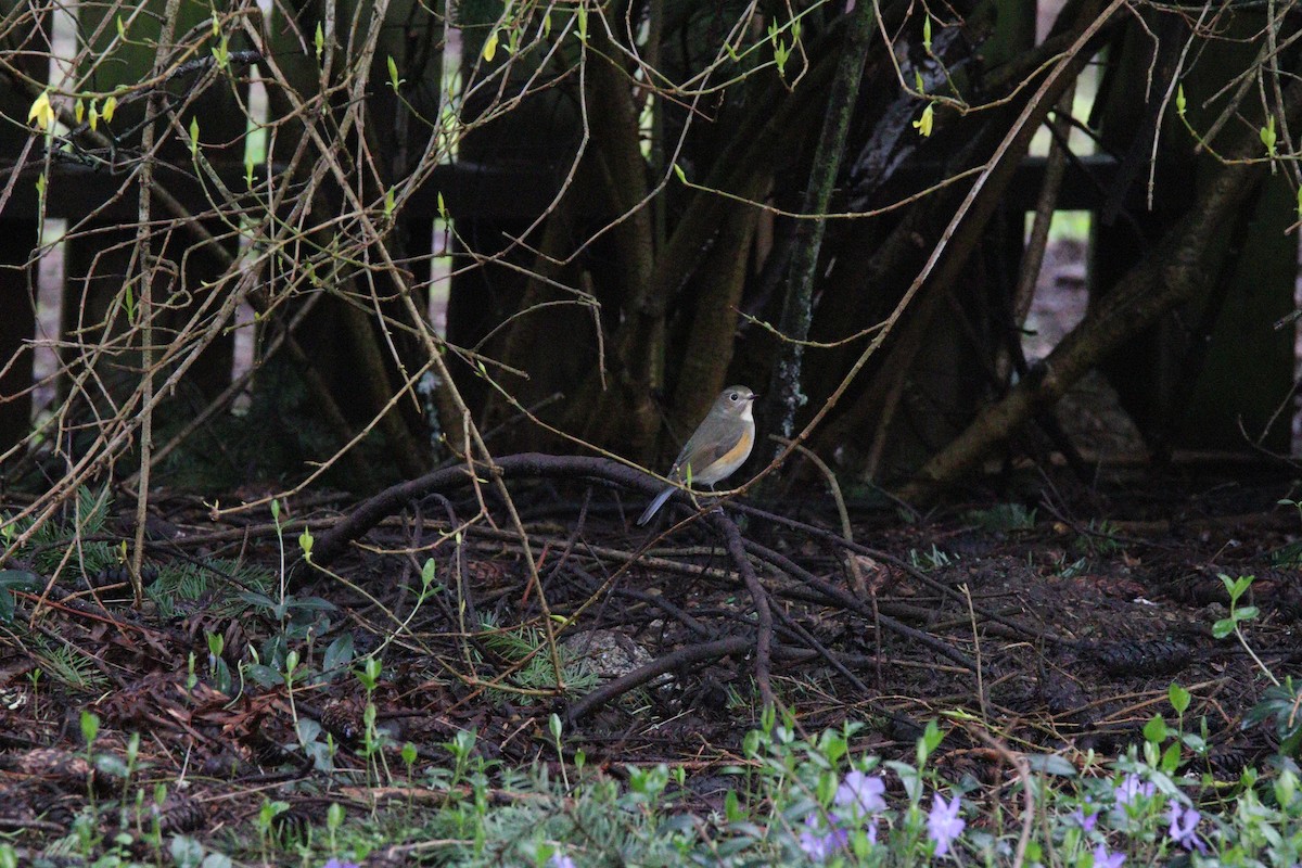 Red-flanked Bluetail - ML435246221