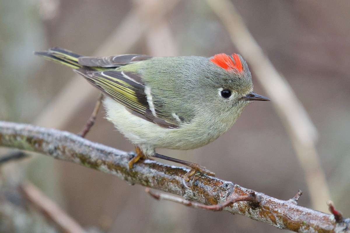 Ruby-crowned Kinglet - ML435246261