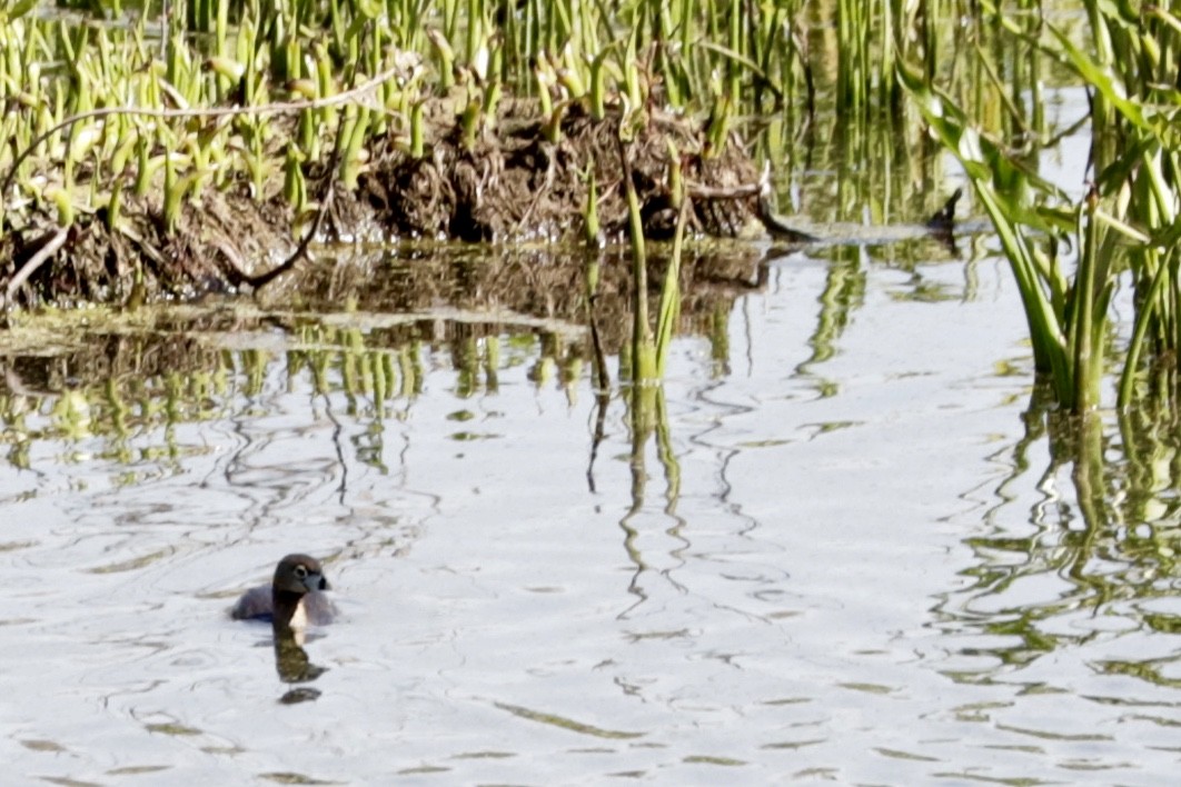 Pied-billed Grebe - ML435246321