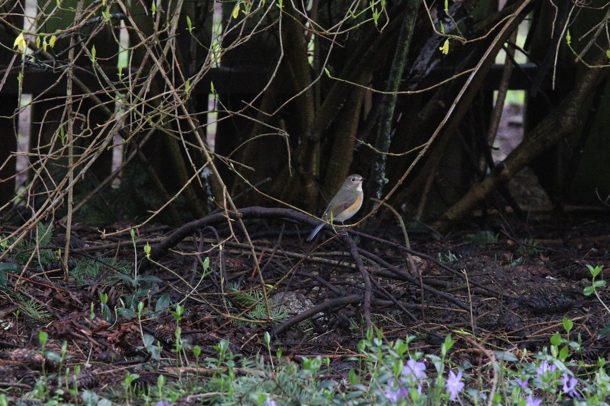 Red-flanked Bluetail - ML435246561