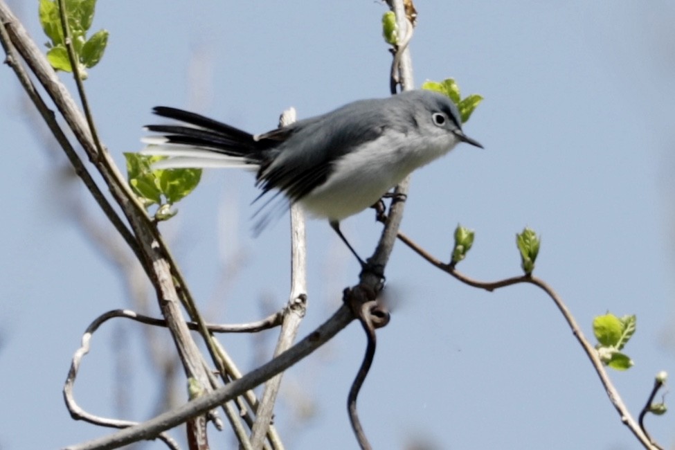 Blue-gray Gnatcatcher - ML435246891