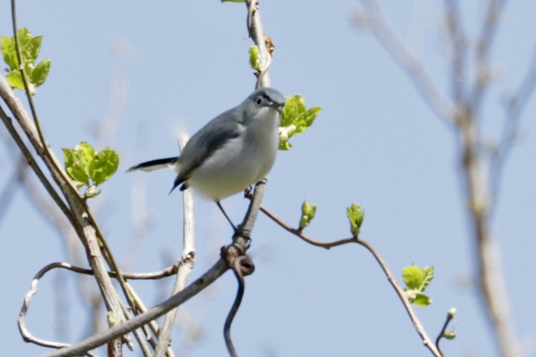 Blue-gray Gnatcatcher - ML435246901