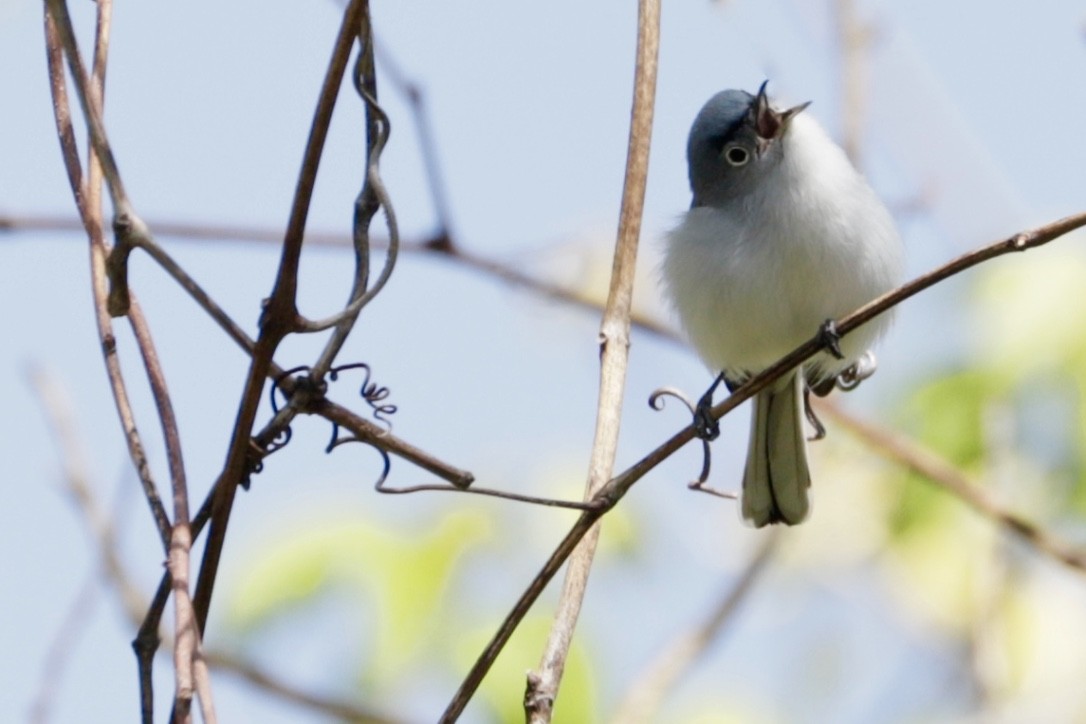 Blue-gray Gnatcatcher - ML435246911